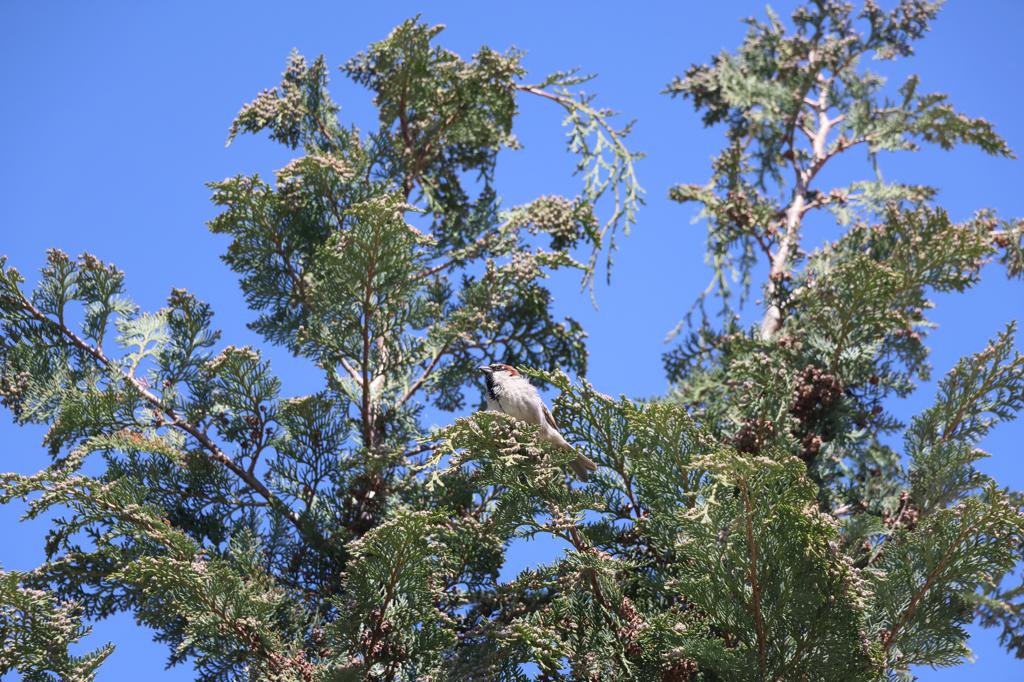IMG 0756-1024x682